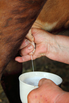 woman old poor farmer milking cow