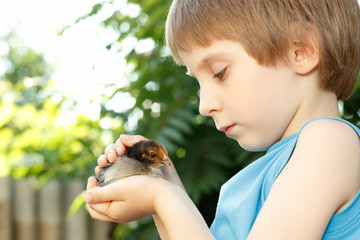boy cute hugs chiken in hand nature summer outdoor