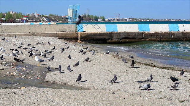 Flight of pigeons on the seashore in the city
