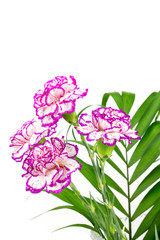 carnations