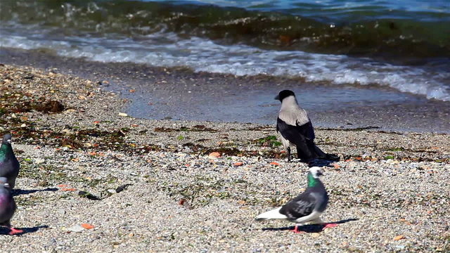 The crow goes on the seashore and wipes a beak