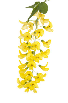 Laburnum