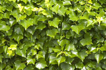 Fototapeta na wymiar Ivy background