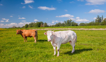Naklejka na ściany i meble Brown and white cows standing in a sunny meadow