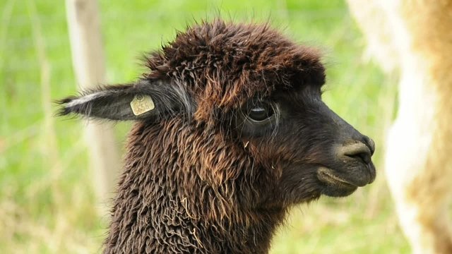 Alpaka