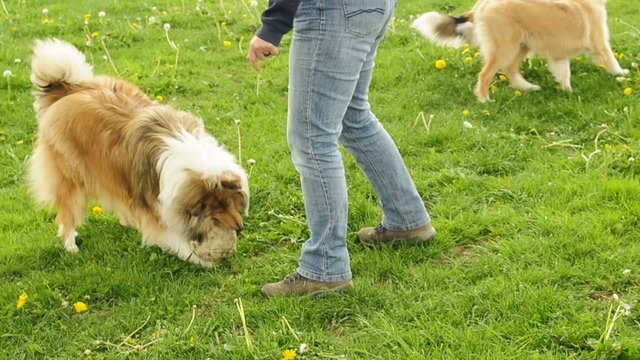 Collie spielt Fu&szlig;all