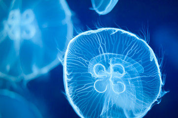Group of blue jellyfish swimming underwater. - 41599732