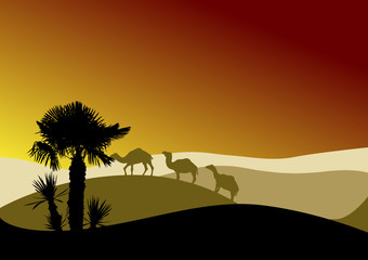 Fototapeta na wymiar wielbłąd karawany w pustyni słońca