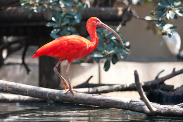 Fototapeta premium Scarlet ibis bird. Eudocimus ruber.