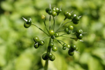Bärlauchdolde - Früchtstand-