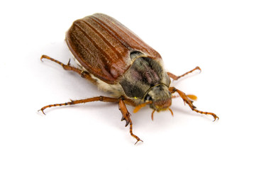 Maikäfer
