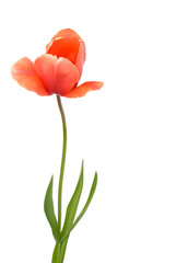 Tulpe