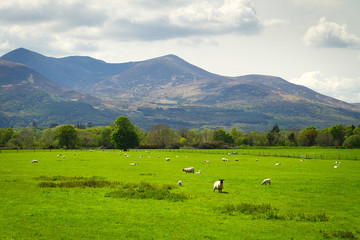 Fototapeta na wymiar Sheep and rams in Killarney mountains, Ireland