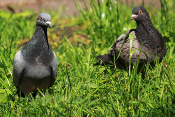 Pigeon (Columba livia)