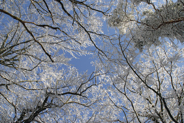 Obraz premium Winterwald