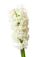 beautiful white hyacinth isolated on white