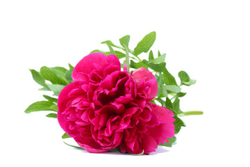 beautiful pink peony isolated on white