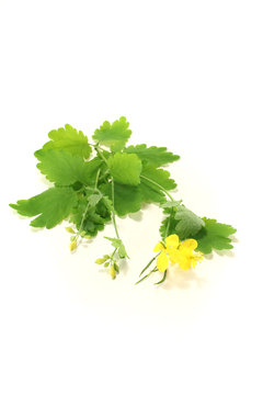 Sch&ouml;llkraut