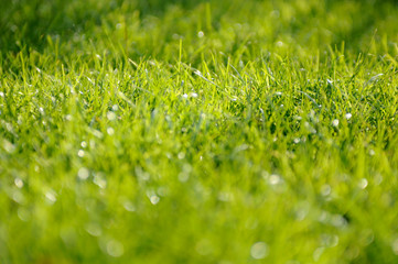 Beautiful Long Green Grass