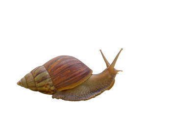 Snail isolated on white background