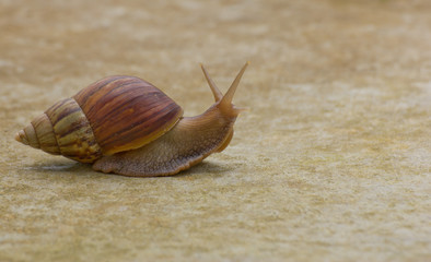 Snail on the ground