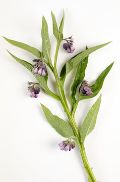 Symphytum officinale / Consoude officinale