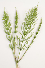 Equisetum arvense / Prêle des champs