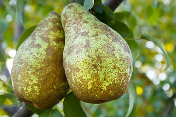 Two pears on a branch