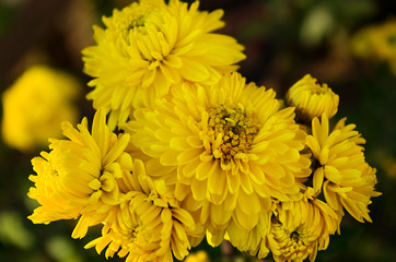 Chrysanthemums yellow