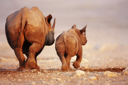 Black Rhinoceros Baby And Cow