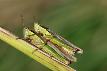 mating locust