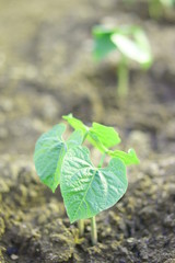 クローズアップだよ野菜の芽