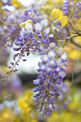 Chinese Wisteria or Wisteria sinensis