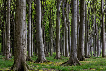 wald mit lauter bäumen
