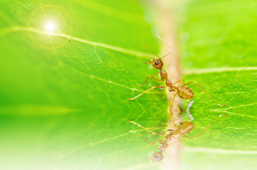red ant in green nature