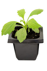Young aster flower seedlings