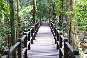 wood bridge in forest