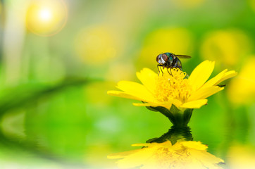 fly macro in green nature