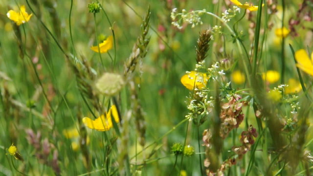 Blumenwiese