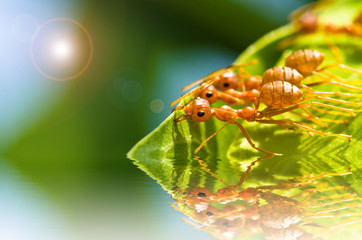 red ant team work