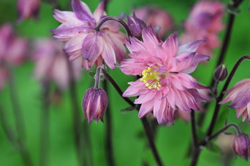 aquilegia