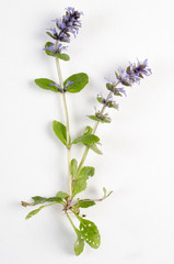 Ajuga reptans / Bugle rampante /