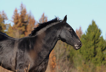 black horse