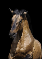 Obraz premium stallion on black