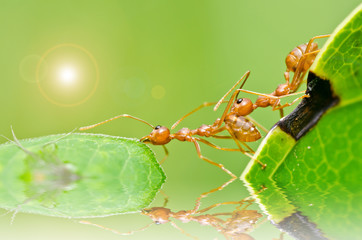 red ant in green nature