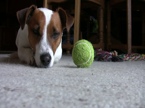 Jack Russel Terrier wird munter und streckt sich