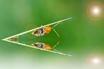 orange beetle in green nature