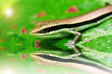 Skink in garden