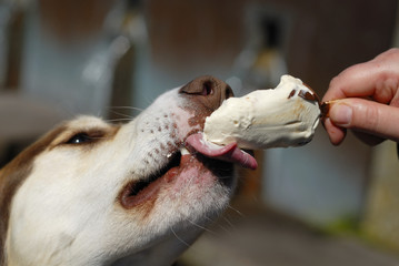 Dog Eating Icream Closeup.