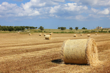 Field of bales 2